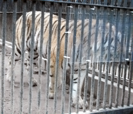 DSCF6376.JPG