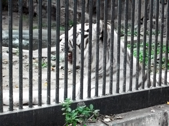 DSCF6375.JPG