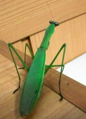 DSCF6091.JPG