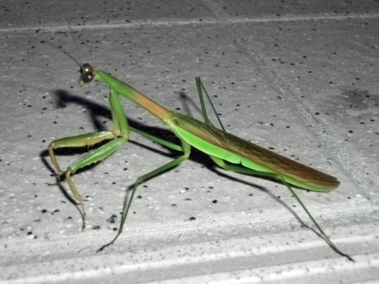 DSCF4361.JPG